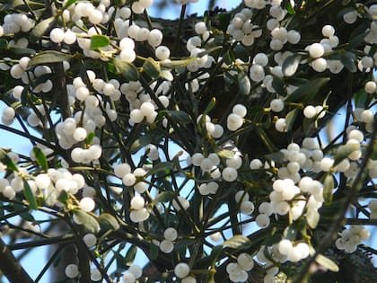 El muérdago es conocido científicamente como ‘Viscum album’, y es una planta que puede prepararse en té o infusión (Foto ilustrativa PEXELS)