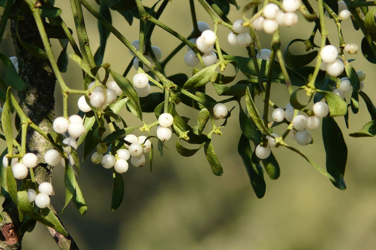 El muérdago es una planta parásita que se encuentra principalmente en Europa y generalmente crece sobre otros tipos de árboles (Foto: PEXELS)