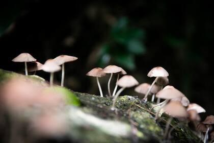 El mundo fúngico ofrece modos inesperados de pensar el mundo actual