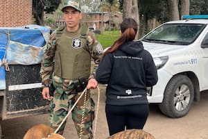 Un municipio bonaerense avanza contra cazadores y ya secuestra los perros galgos