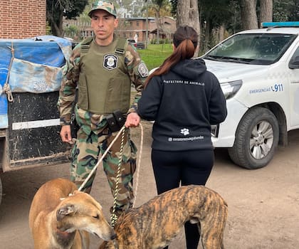 El municipio endureció controles y la policía secuestró perros utilizados para la caza y preparan una legislación específica