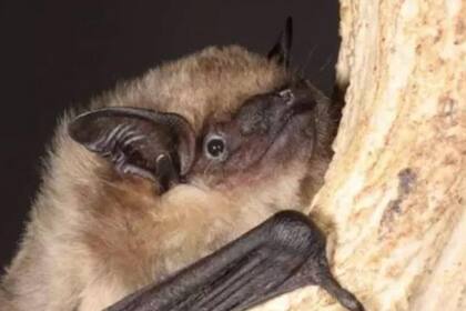 El murciélago serotino tiene una extraña forma de reproducción que descubrieron los científicos.