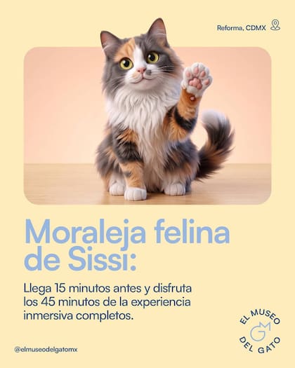 El museo cuenta con una experiencia que invita a los visitantes a observar el mundo desde una perspectiva similar a la de un gato
