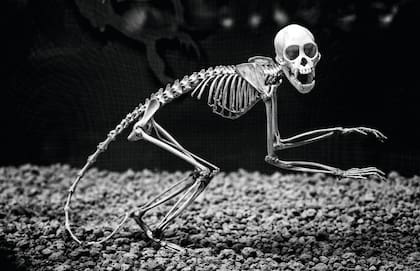 El museo está compuesto de pequeños y grandes hallazgos que se amplían año tras año: todavía hoy sigue sumando piezas a su enorme colección gracias a la exploración e investigación permanente.