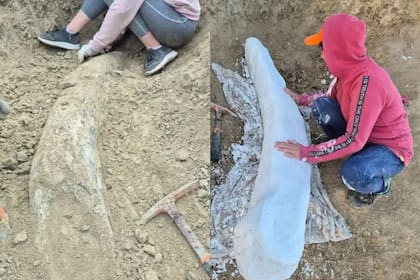 El Museo Municipal de Ciencias Naturales de Miramar encontró un fósil de la Era del Hielo