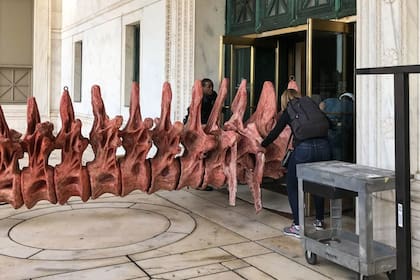 El museo se encuentra instalando una réplica del dinosaurio, el más grande del mundo, encontrado en Chubut