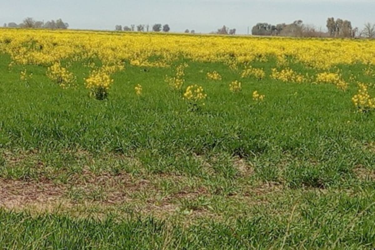 El nabo es una especie originaria de Europa y Asia