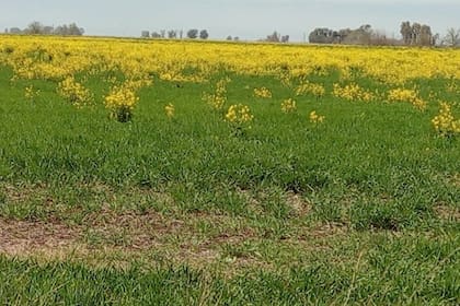 El nabo es una especie originaria de Europa y Asia