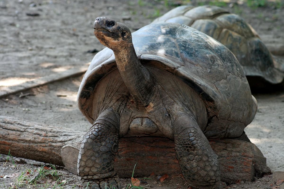 El nacimiento representa una nueva línea genética para una especie críticamente amenazada