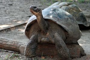 El nacimiento representa una nueva línea genética para una especie críticamente amenazada