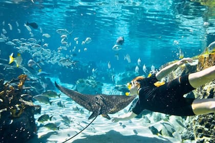 El nado con snorkels o el buceo en arrecifes son propuestas demandadas en Discovery Cove