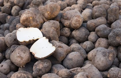 El ñame contiene vitaminas C, A y del grupo B, así como minerales como potasio, manganeso, cobre, calcio, hierro y fósforo