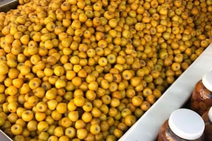 El nanche contiene propiedades antioxidantes que ayudan a neutralizar los radicales libres