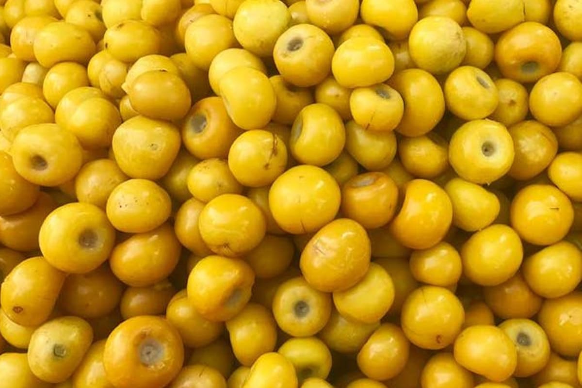 El nanche tiene un gran contenido proteico