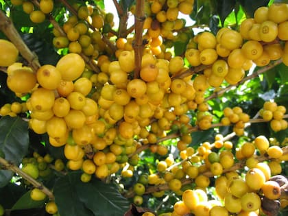 El nancite es un alimento rico en vitaminas y minerales y es de mucha ayuda para su salud