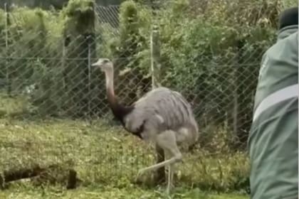 El ñandú liberado en el Bioparque de La Plata