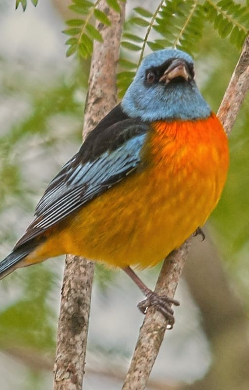 El naranjero es un ave que impacta por sus colores.