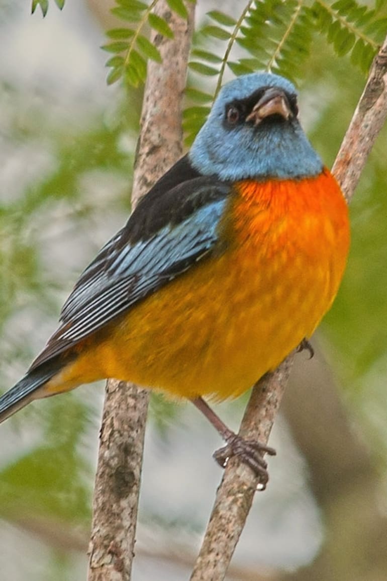 El naranjero es un ave que impacta por sus colores.