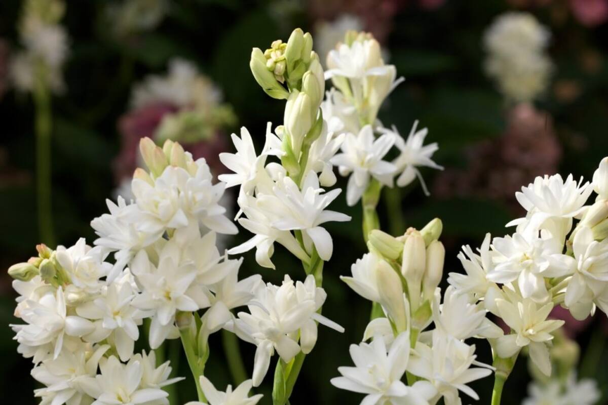 El nardo era una especie que se advertía a las jovencitas que no se acercaran demasiado a las flores que se abrían de noche
