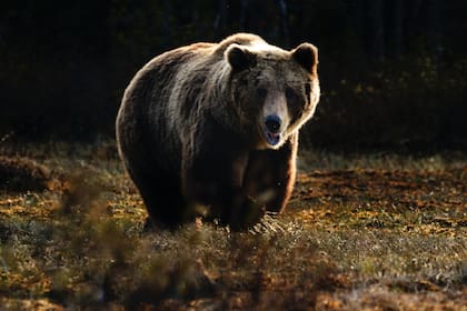El National Park Service tiene algunas recomendaciones importantes para actuar en caso de encontrarse con algún oso