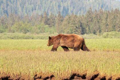 El National Park Service tiene algunas recomendaciones importantes para actuar en caso de avistar a algún oso