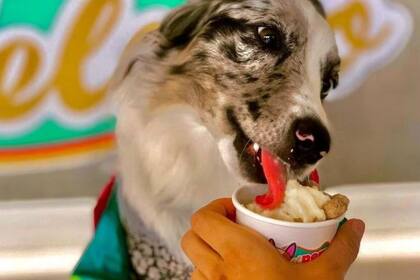 El negocio se especializa en la venta de helados para perros (Fuente: Instagram @elperrohelado)