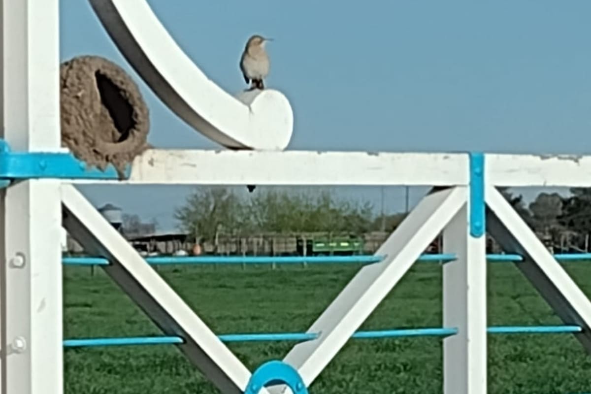 El nido sin terminar y el hornero a su lado que no sigue la construcción en un campo de Bragado
