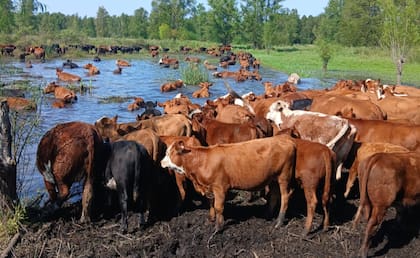 El Niño preocupa al campo: productores del Delta ya retiran hacienda y advierten por el estado de los caminos rurales