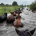 Por el Súper Niño, en el Delta así apuran el traslado de hacienda