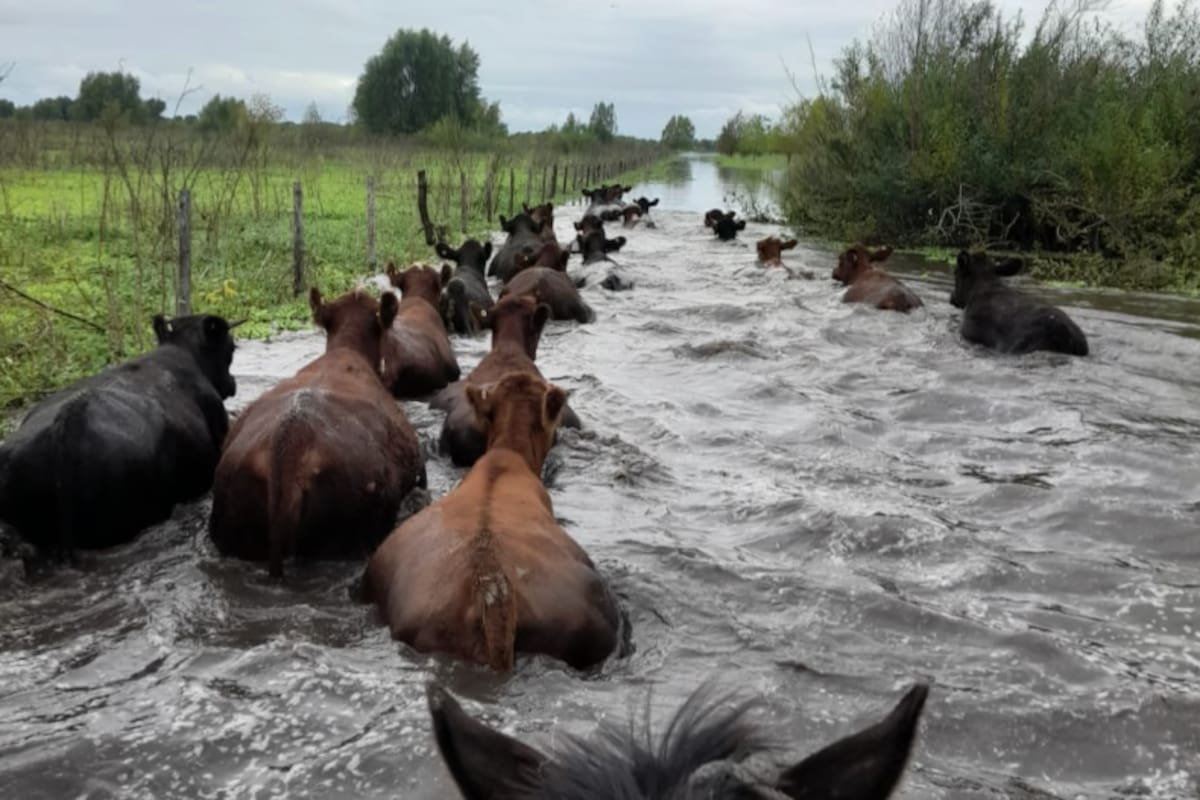 El Niño preocupa al campo y productores del Delta ya sacan su hacienda