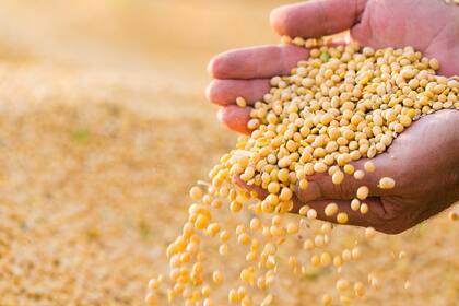 El nivel de las existencias de soja y de maíz se prevén bajos para el cierre de la campaña 2022/2023
