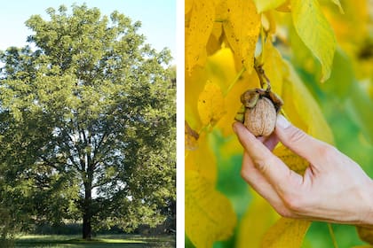 El nogal tarda varios años en producir frutos, pero la recompensa vale la pena