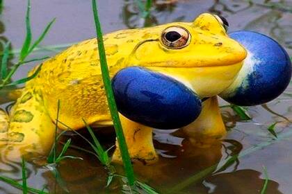 El nombre científico de esta especie es Hoplobatrachus tigerinus y se encuentra en el sur de Asia