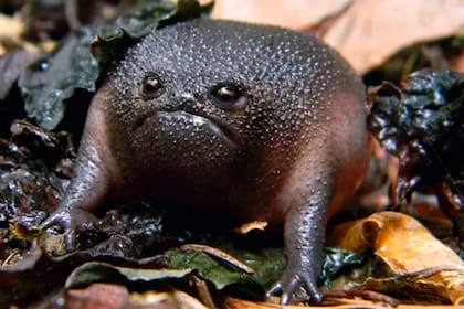 El nombre científico de este anfibio oriundo de Sudáfrica es Breviceps fuscus