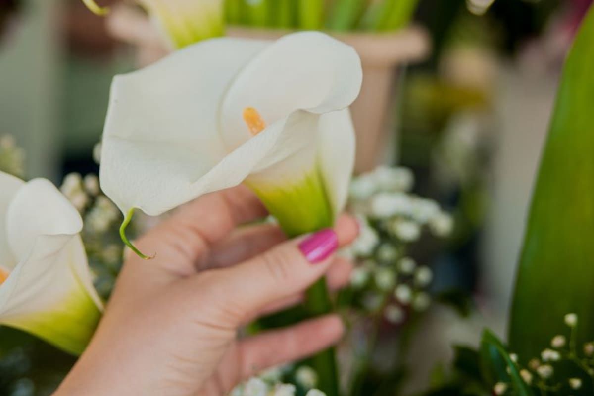 El nombre científico de las calas es Zantedeschia aethiopica y suele ser una de las plantas más codiciadas en la decoración del hogar