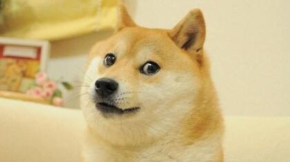 El nombre de la criptomoneda Shiba Inu es una referencia a la raza de perro que se hizo famosa mundialmente a partir del meme conocido como Doge