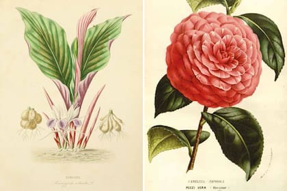 El nombre de la especie, Kaempferia rotunda, remite a la forma redondeada de sus hojas (izquierda). En el caso de Camelia Japonica, el nombre de la especie hace referencia al país de origen de la camelia.