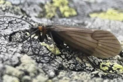 El nombre del insecto busca concientizar sobre el cuidado de los ecosistemas acuáticos