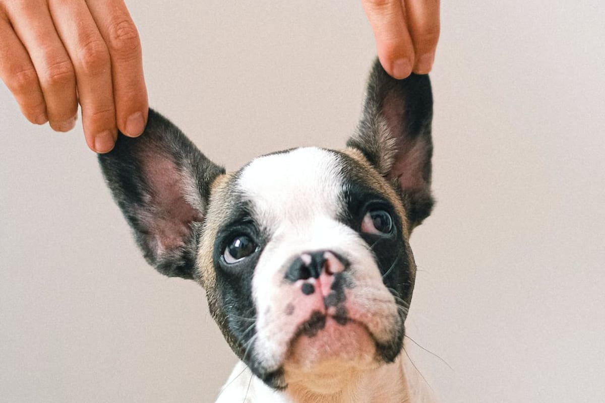 El nombre ideal para perros puede tener que ver con su tamaño y personalidad