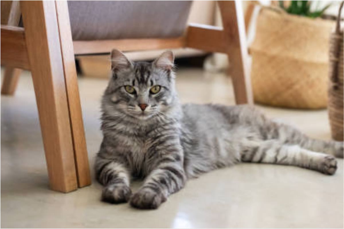 El nombre que le pongamos a nuestro gato determinará nuestra relación a futuro (Foto: iStock)