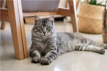 El nombre que le pongamos a nuestro gato determinará nuestra relación a futuro (Foto: iStock)