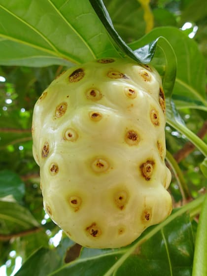 El noni es oriundo del sudeste asiático donde se consume hace siglos