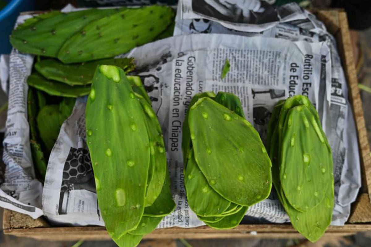 El nopal o tuna aporta vitaminas A, complejo B, C y minerales como calcio, magnesio, sodio, potasio, hierro y fibras en lignina, celulosa, hemicelulosa, pectina, según el Instituto Mexicano del Seguro Social