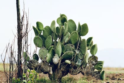 El nopal, tuna o tunero es una de las plantas más consumidas en México (Foto Pexels)