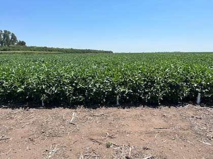 El norte argentino se destacó por los mayores rendimientos