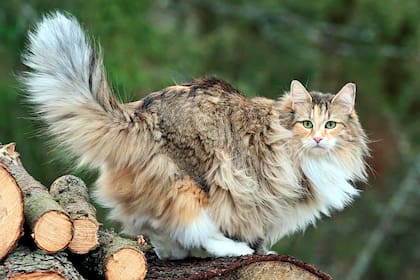 El Norwegian Forest se distingue por su elegancia nórdica