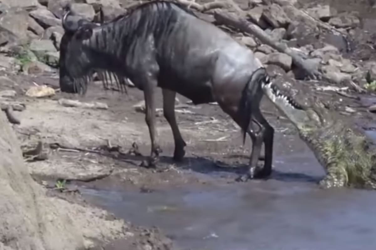 El ñu lucha por su vida y logra imponerse al cocodrilo