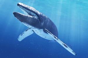 El nuevo canto de ballena azul se escucha desde la costa del Mar Arábigo de Omán hasta el archipiélago de Chagos en el Océano Índico central. Crédito: El País