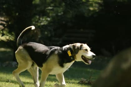 El nuevo collar Fi Series 3+. Crédito: Fi.