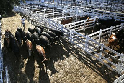 El nuevo directorio concretará la mundanza del mercado a Cañuelas